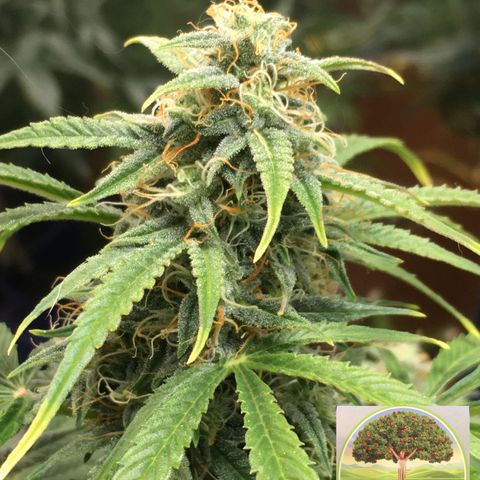 #epicgrowoff growlog timeline photo