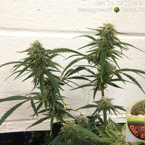 #epicgrowoff growlog timeline photo