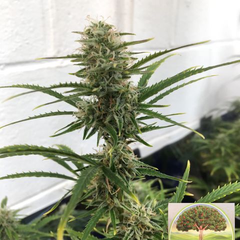 #epicgrowoff growlog timeline photo