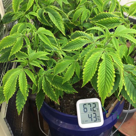Cheese puffs growlog timeline photo