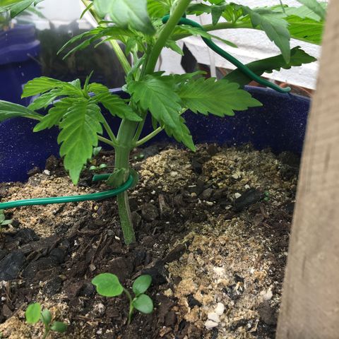 Bruce Banner growlog timeline photo