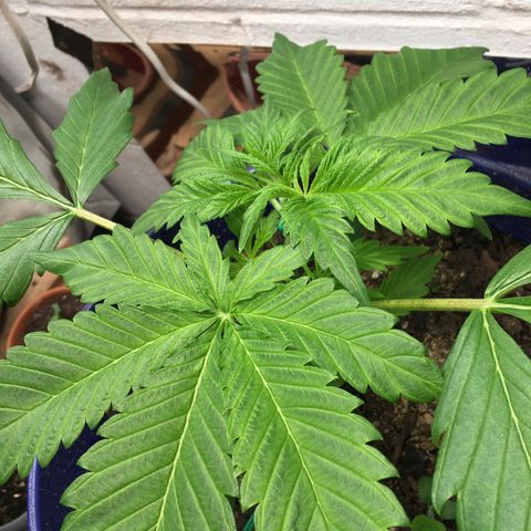 Bruce Banner growlog timeline photo