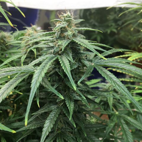 #epicgrowoff growlog timeline photo