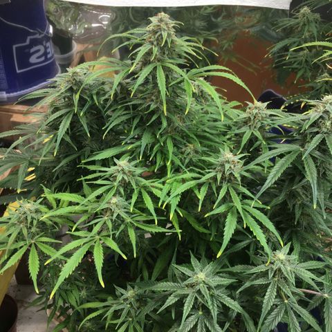 #epicgrowoff growlog timeline photo