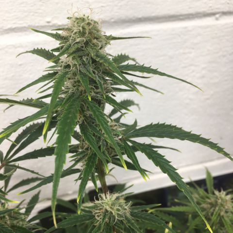 #epicgrowoff growlog timeline photo