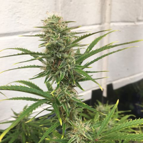 #epicgrowoff growlog timeline photo