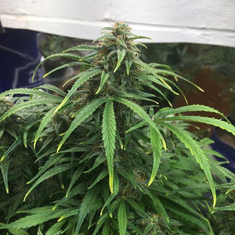 #epicgrowoff growlog timeline photo