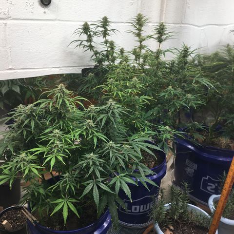#epicgrowoff growlog timeline photo