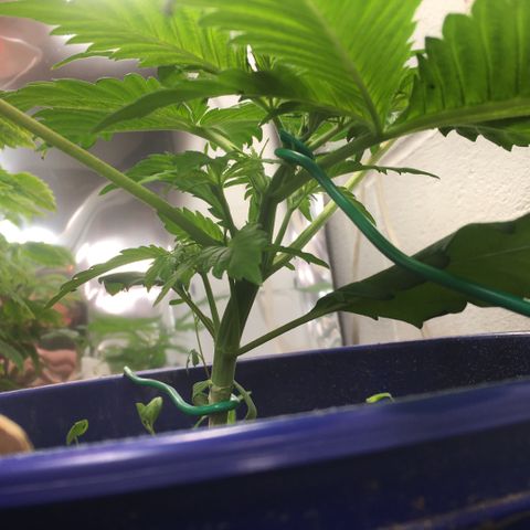 Bruce Banner growlog timeline photo