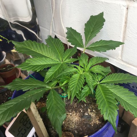 Bruce Banner growlog timeline photo