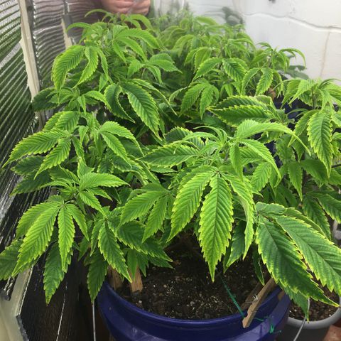 Cheese puffs growlog timeline photo