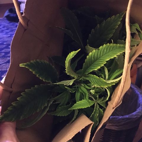 Cheese puffs growlog timeline photo
