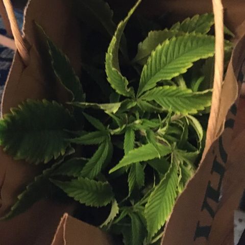 Cheese puffs growlog timeline photo