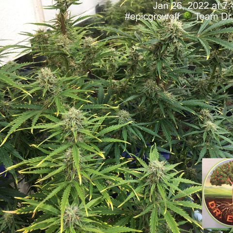 #epicgrowoff growlog timeline photo