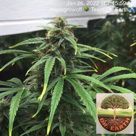 #epicgrowoff growlog timeline photo