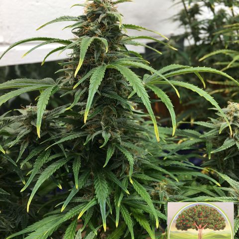 #epicgrowoff growlog timeline photo