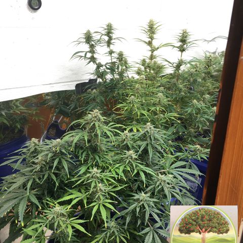 #epicgrowoff growlog timeline photo