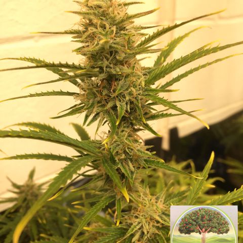 #epicgrowoff growlog timeline photo