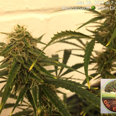#epicgrowoff growlog timeline photo