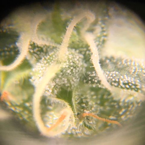 #epicgrowoff growlog timeline photo
