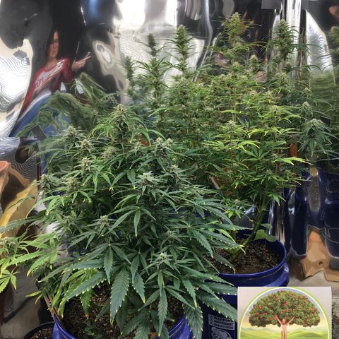 #epicgrowoff growlog timeline photo