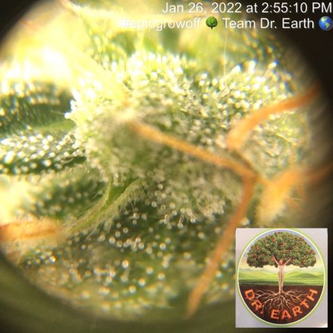 #epicgrowoff growlog timeline photo