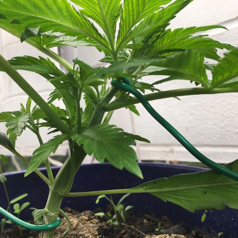 Bruce Banner growlog timeline photo