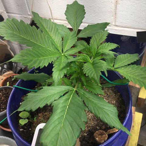 Bruce Banner growlog timeline photo