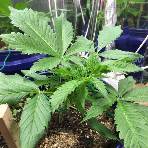 Bruce Banner growlog timeline photo