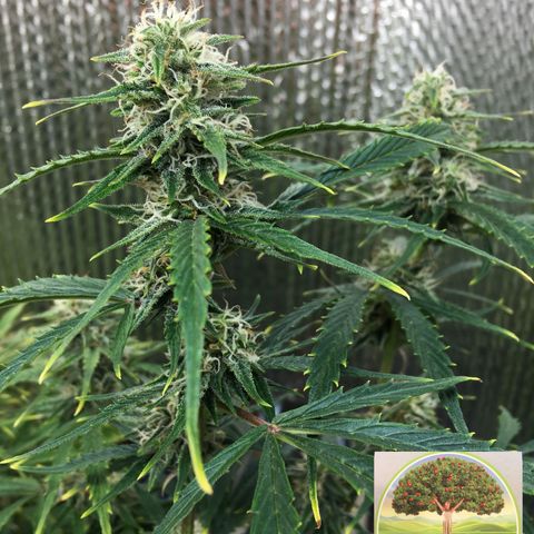 #epicgrowoff growlog timeline photo