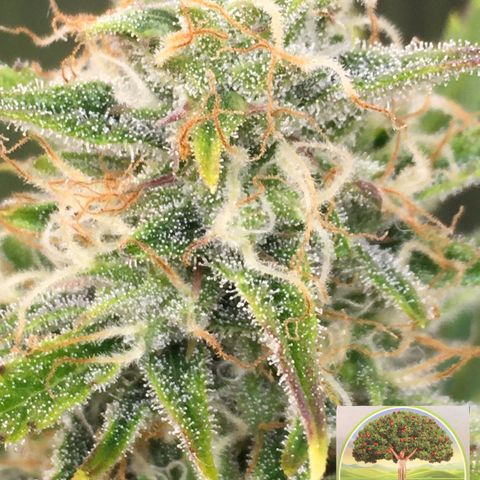 #epicgrowoff growlog timeline photo