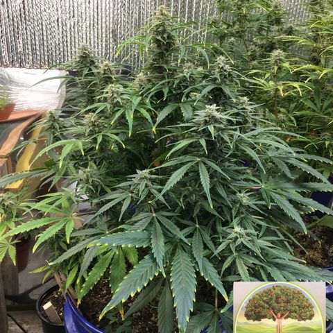 #epicgrowoff growlog timeline photo