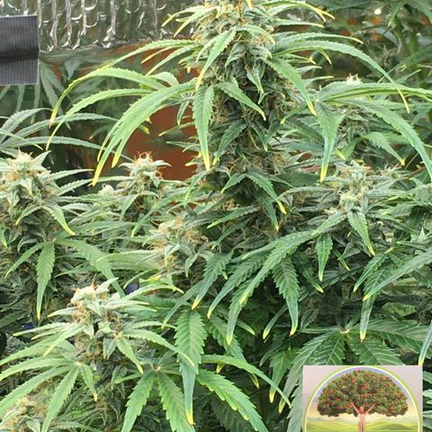 #epicgrowoff growlog timeline photo
