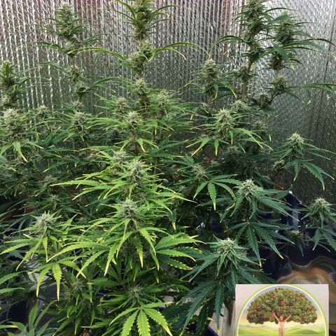 #epicgrowoff growlog timeline photo