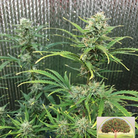 #epicgrowoff growlog timeline photo