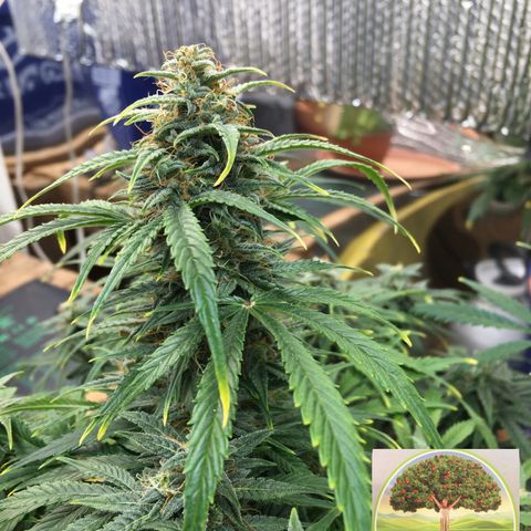 #epicgrowoff growlog timeline photo