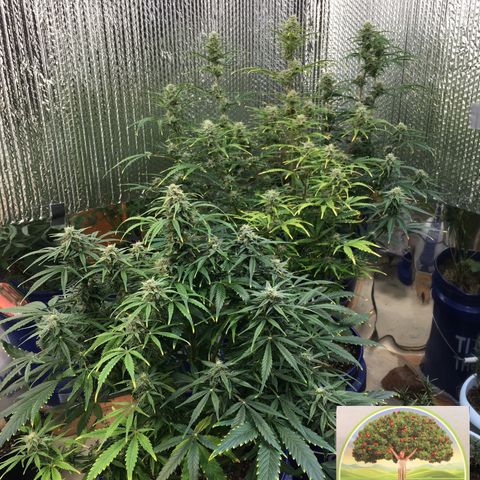 #epicgrowoff growlog timeline photo
