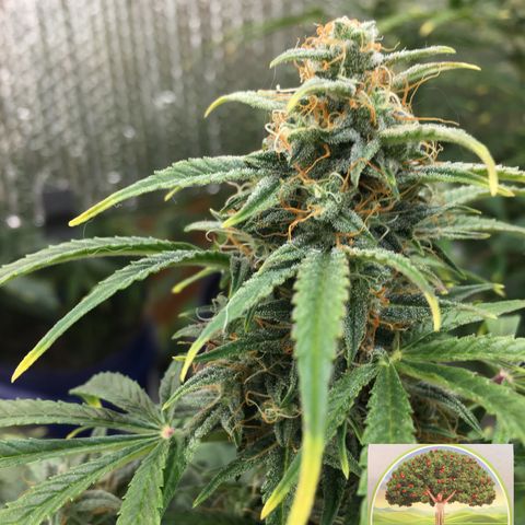 #epicgrowoff growlog timeline photo