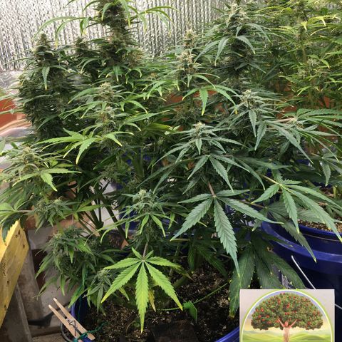 #epicgrowoff growlog timeline photo