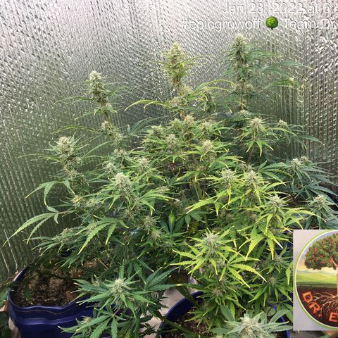 #epicgrowoff growlog timeline photo