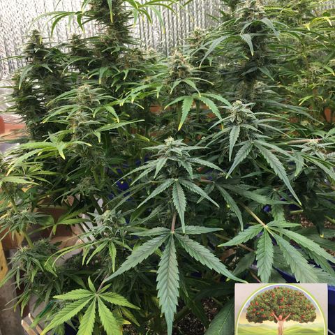 #epicgrowoff growlog timeline photo