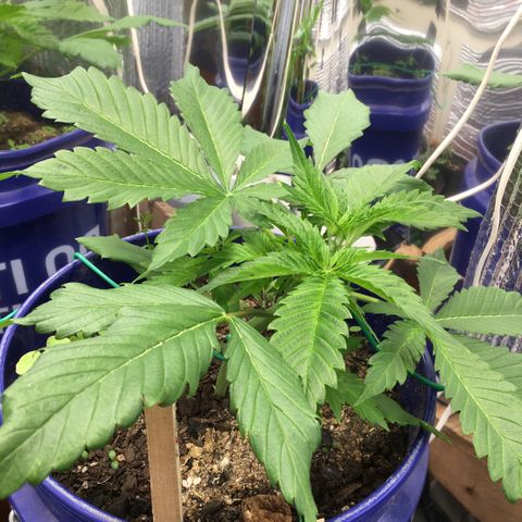 Bruce Banner growlog timeline photo