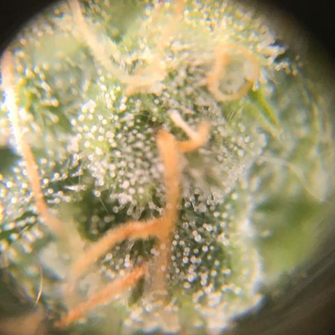 #epicgrowoff growlog timeline photo