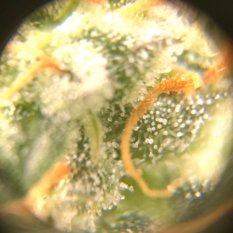 #epicgrowoff growlog timeline photo