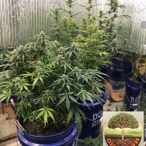 #epicgrowoff growlog timeline photo