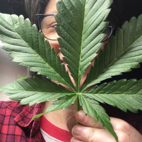 Bruce Banner growlog timeline photo
