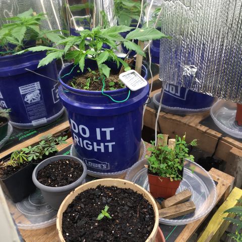 Bruce Banner growlog timeline photo