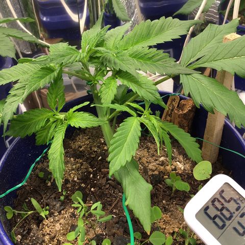 Bruce Banner growlog timeline photo
