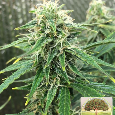 #epicgrowoff growlog timeline photo