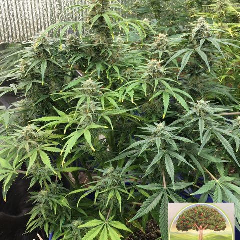 #epicgrowoff growlog timeline photo